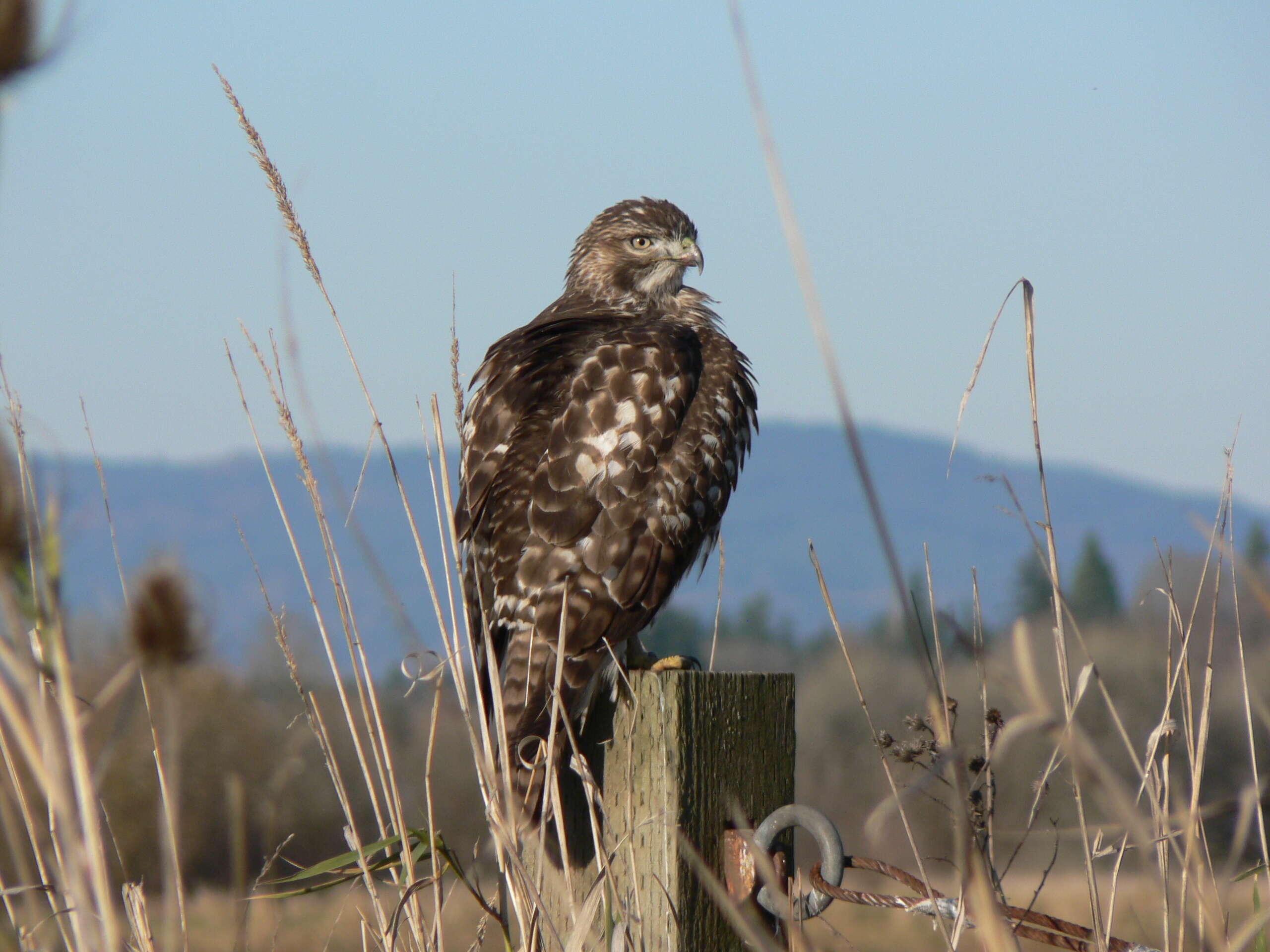 Image of Red-tailed Hawk