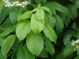 Imagem de Clerodendrum polycephalum Baker