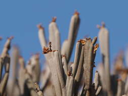 Image of Euphorbia schimperi C. Presl