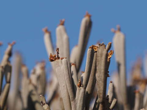 Image of Euphorbia schimperi C. Presl