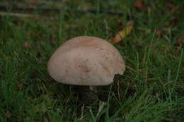 Image of Leccinum scabrum (Bull.) Gray 1821