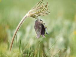 Pulsatilla pratensis (L.) Miller resmi