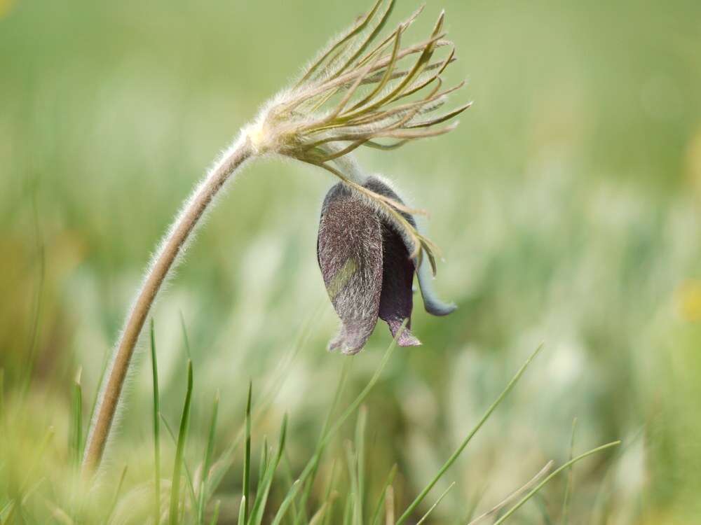 Pulsatilla pratensis (L.) Miller resmi