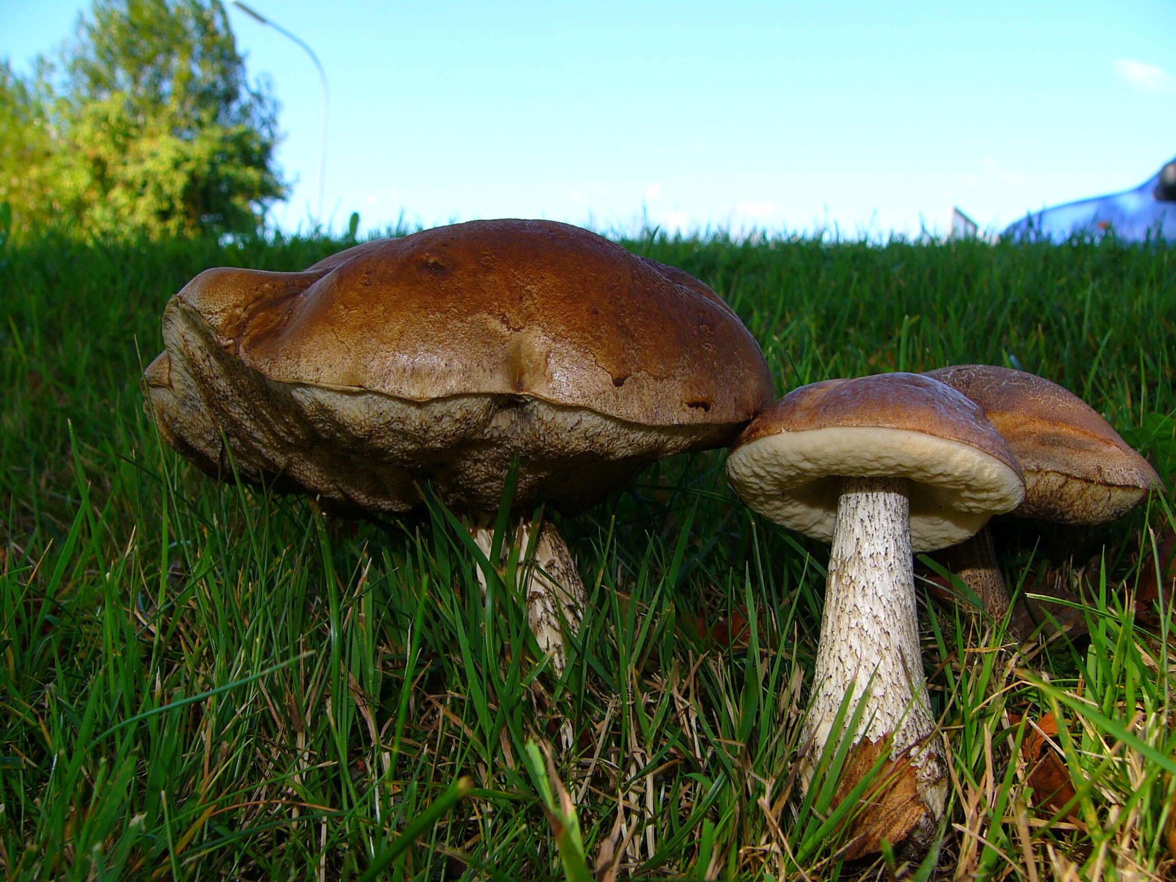 Image of Leccinum scabrum (Bull.) Gray 1821