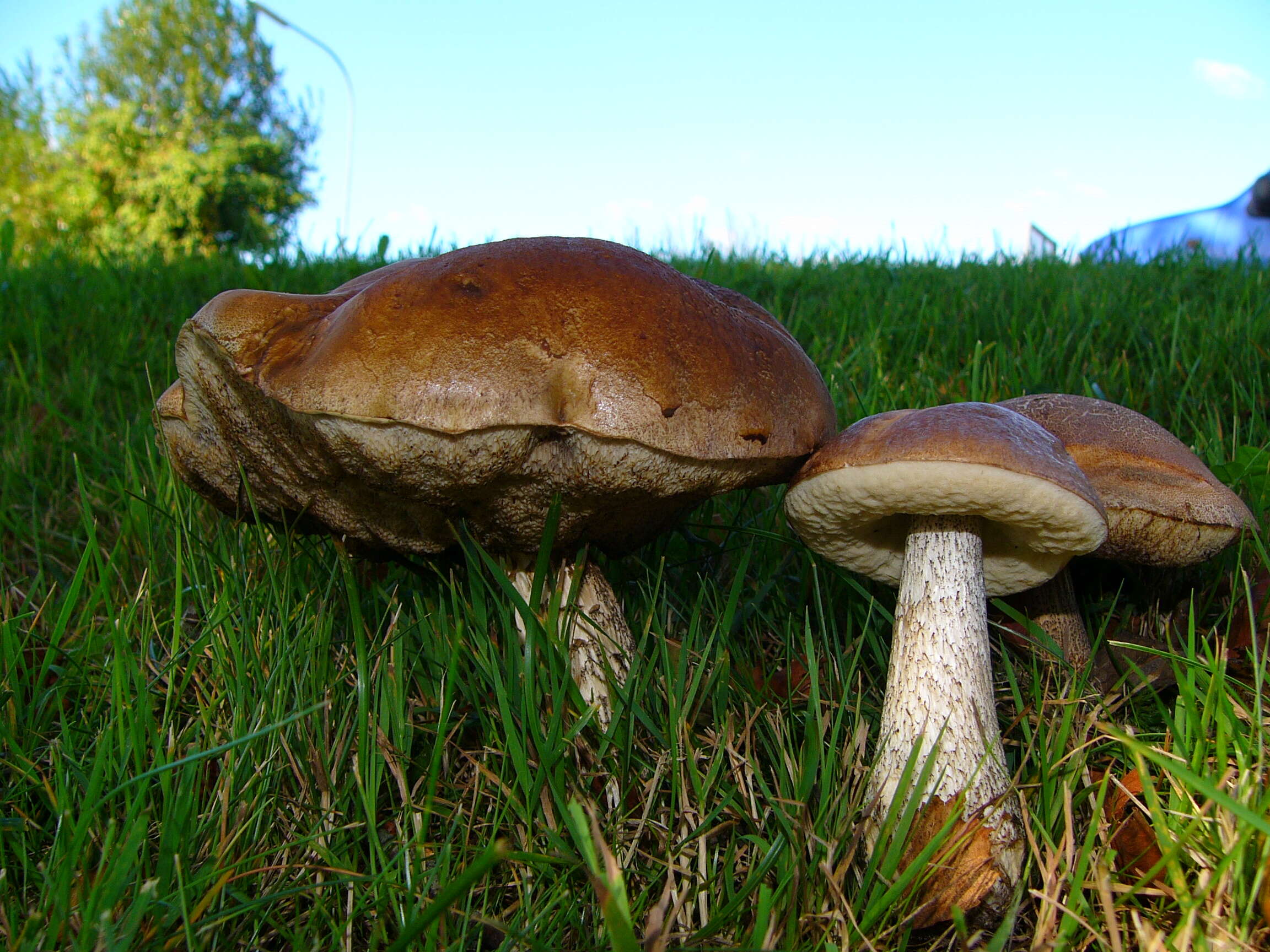 Image of Leccinum scabrum (Bull.) Gray 1821