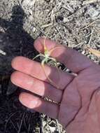 Image of Joseph's spider orchid