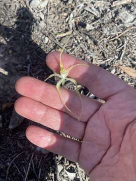 Image of Joseph's spider orchid