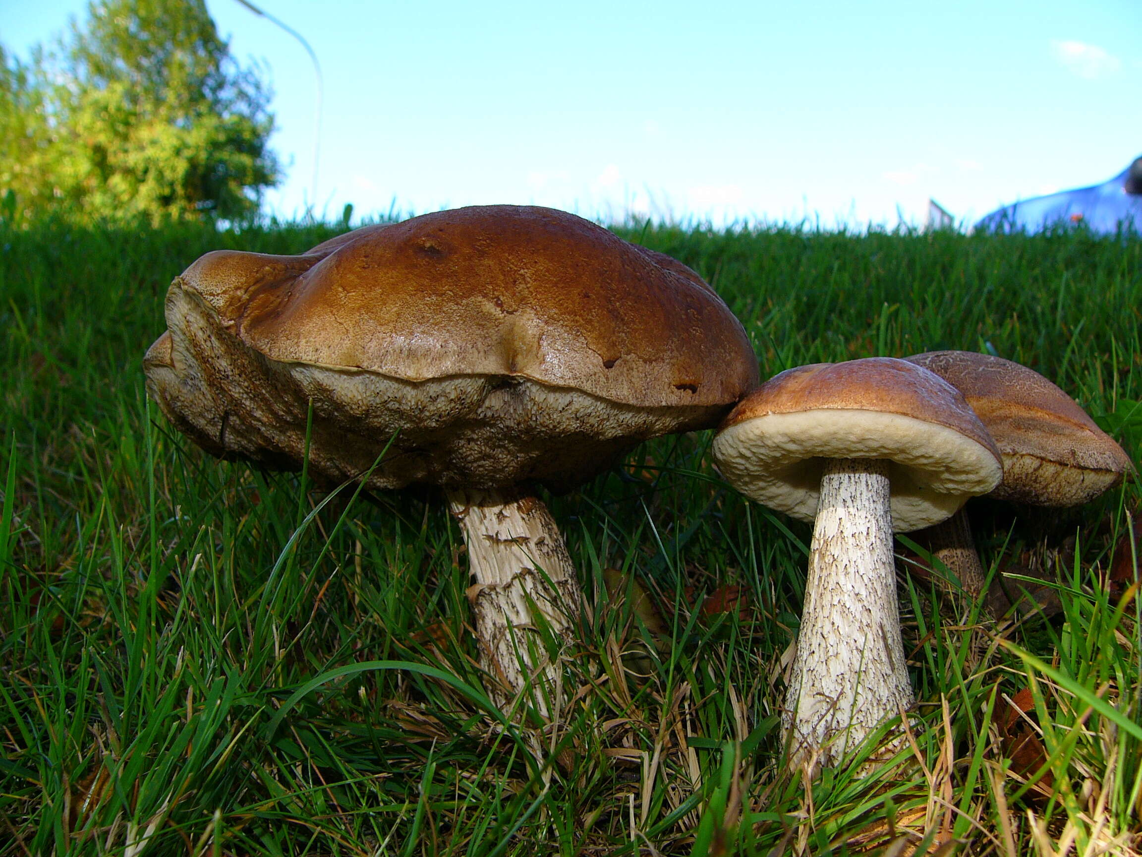 Image of Leccinum scabrum (Bull.) Gray 1821