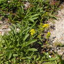 Image of Cutler's alpine goldenrod