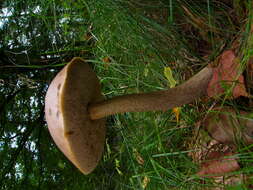 Image of Leccinum scabrum (Bull.) Gray 1821