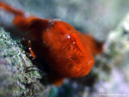 Image of Painted frogfish