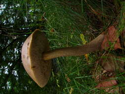 Image of Leccinum scabrum (Bull.) Gray 1821