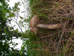 Image of Leccinum scabrum (Bull.) Gray 1821