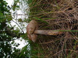 Image of Leccinum scabrum (Bull.) Gray 1821