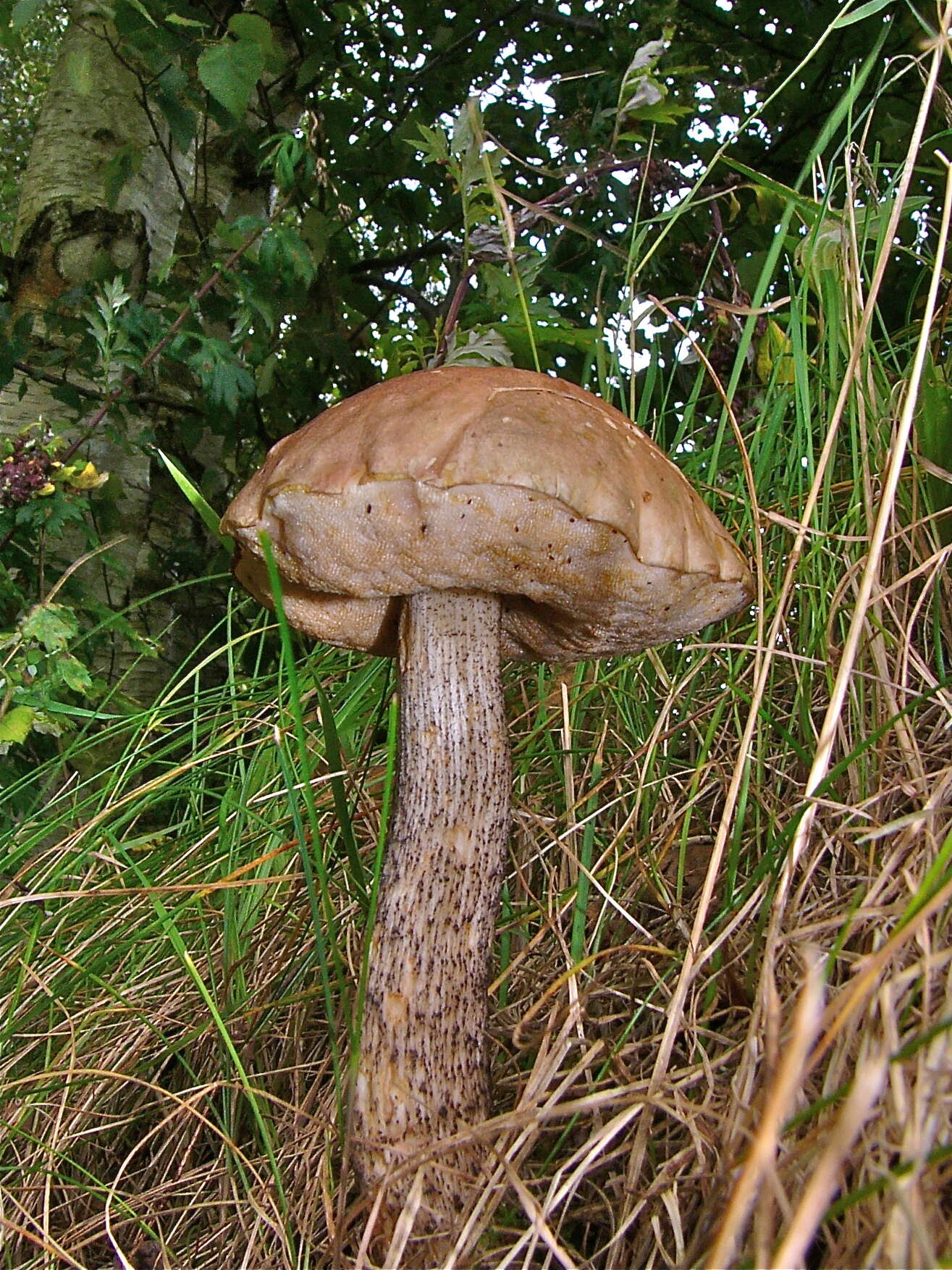 Image of Leccinum scabrum (Bull.) Gray 1821