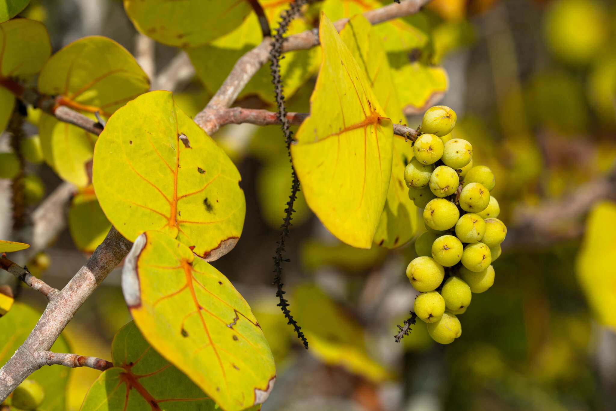 Coccoloba uvifera (L.) L. resmi