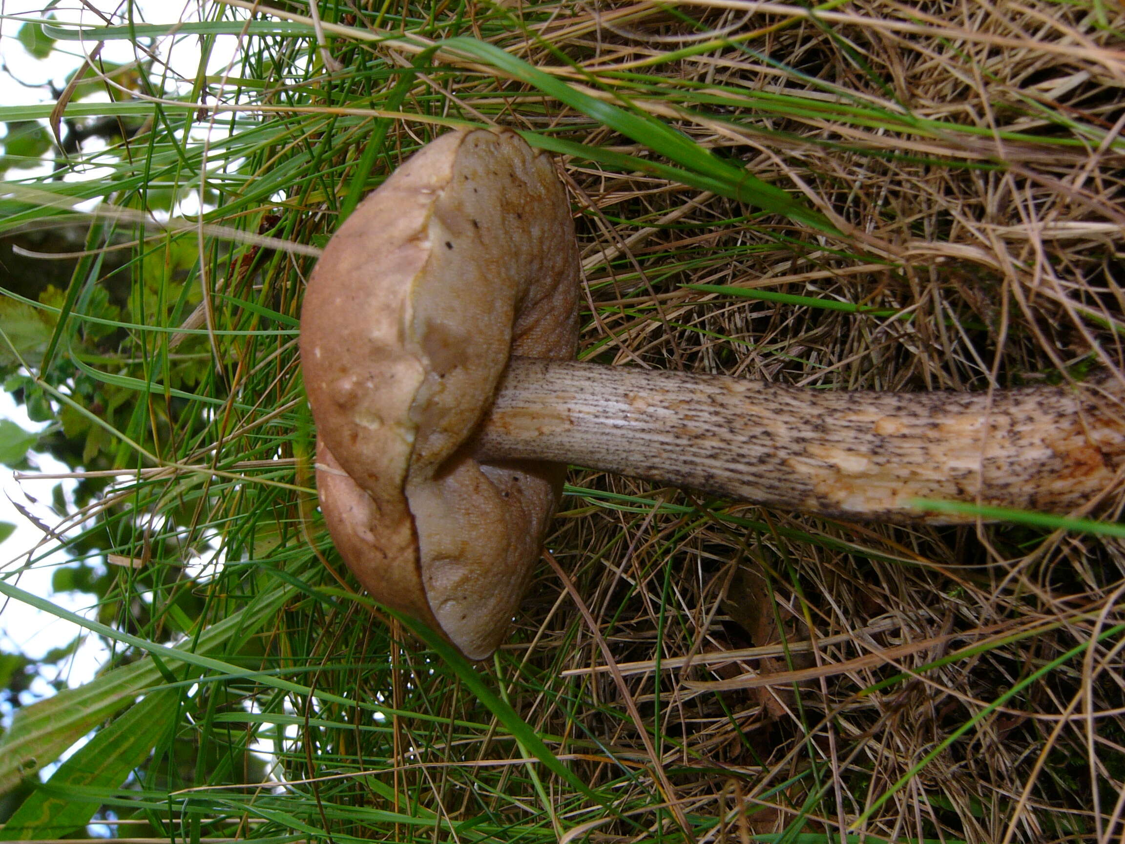 Image of Leccinum scabrum (Bull.) Gray 1821