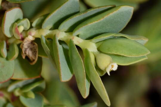 Image of Euphorbia mesembryanthemifolia Jacq.