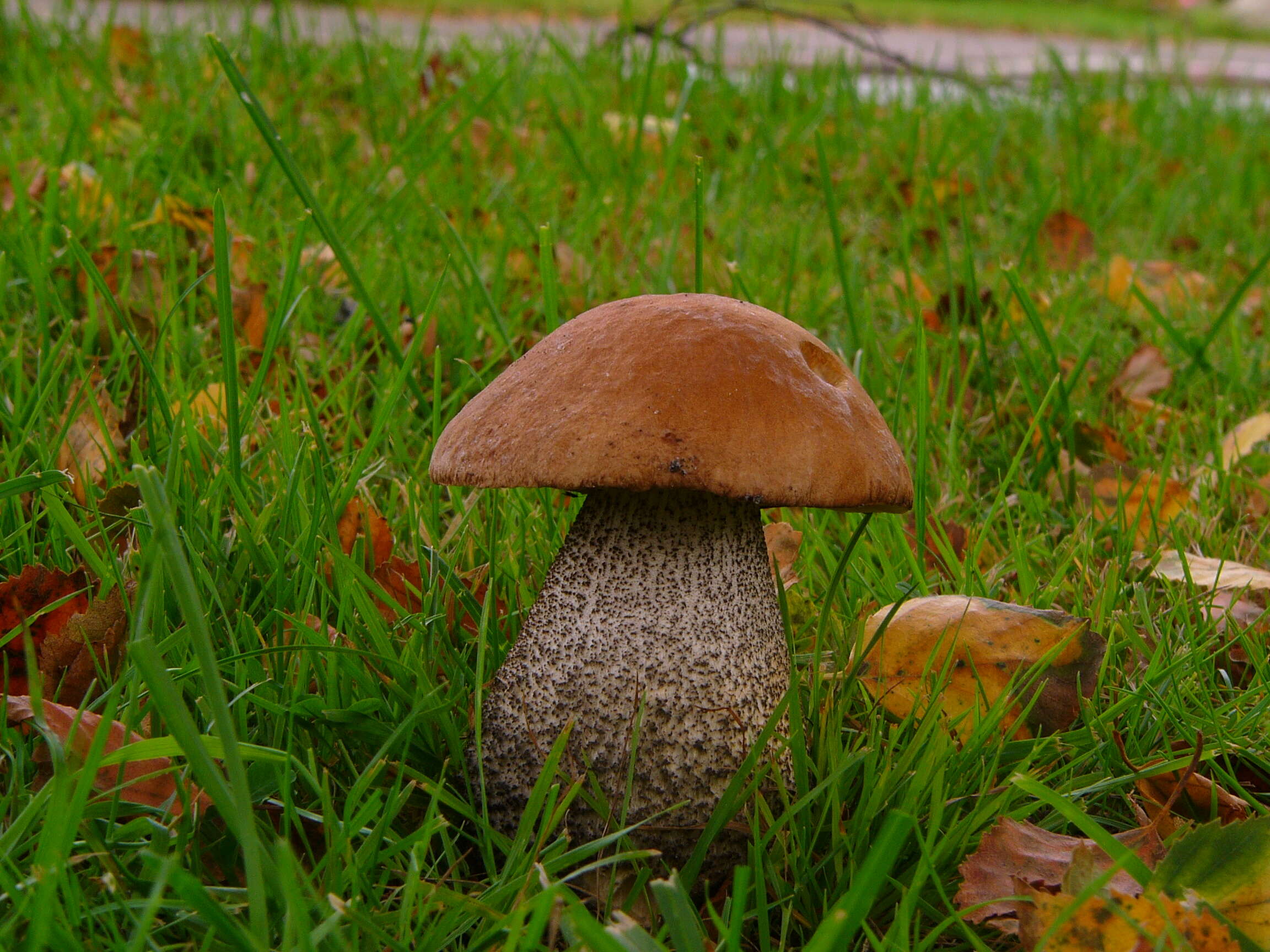 Image of Leccinum scabrum (Bull.) Gray 1821