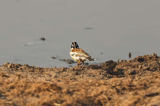 Imagem de Emberiza flaviventris princeps Clancey & Winterbottom 1960