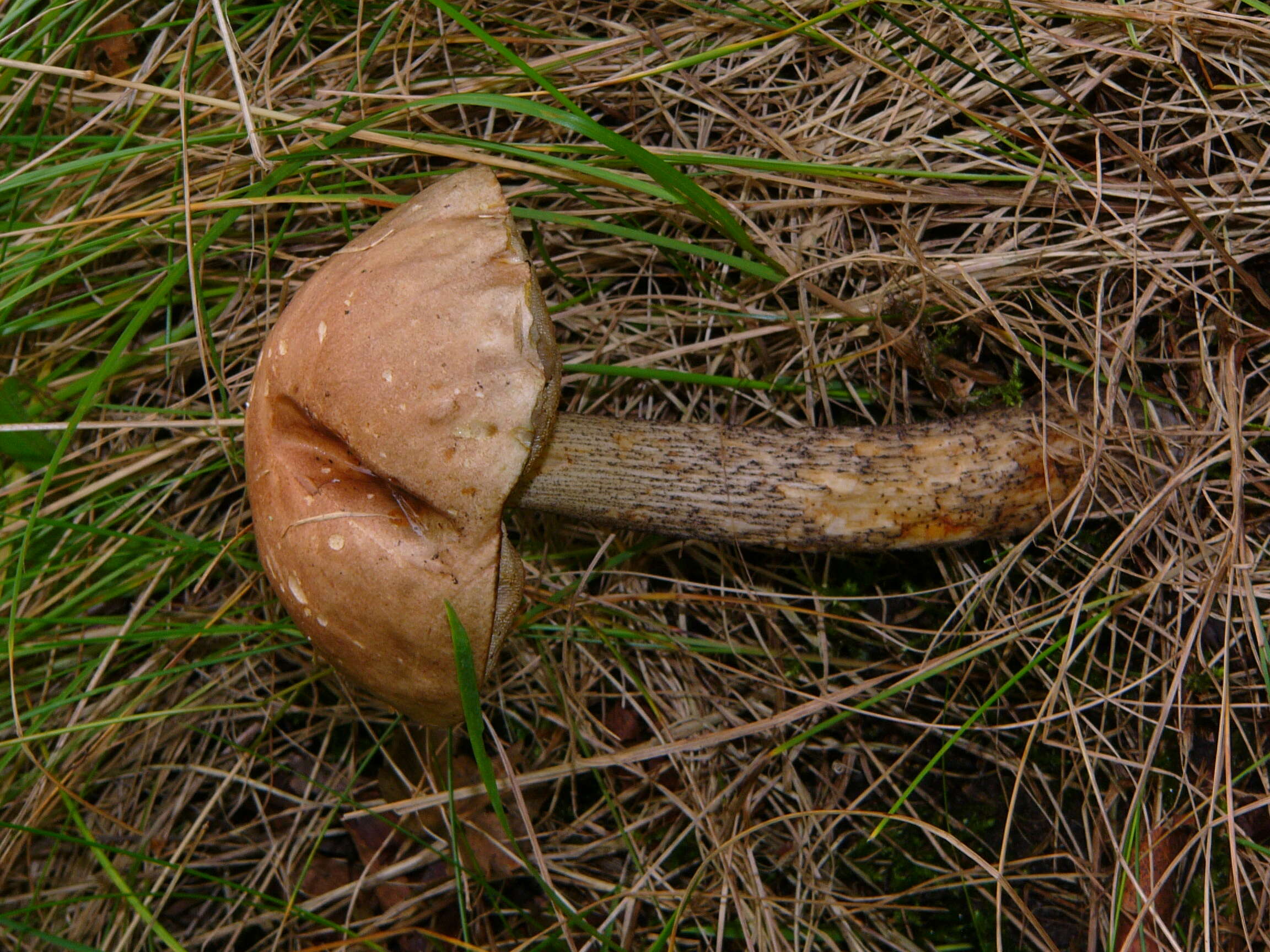 Image of Leccinum scabrum (Bull.) Gray 1821