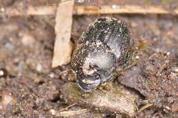 Image of Onthophagus (Amphionthophagus) melitaeus (Fabricius 1798)