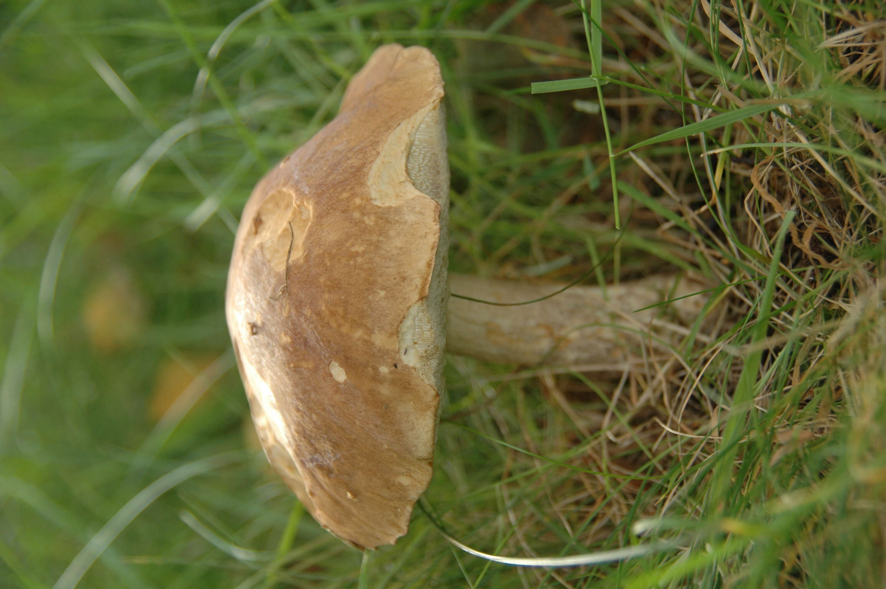 Image of Leccinum scabrum (Bull.) Gray 1821