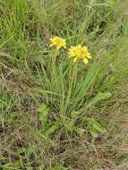 Image of Aloe ecklonis Salm-Dyck