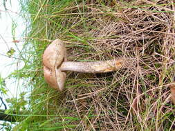 Image of Leccinum scabrum (Bull.) Gray 1821