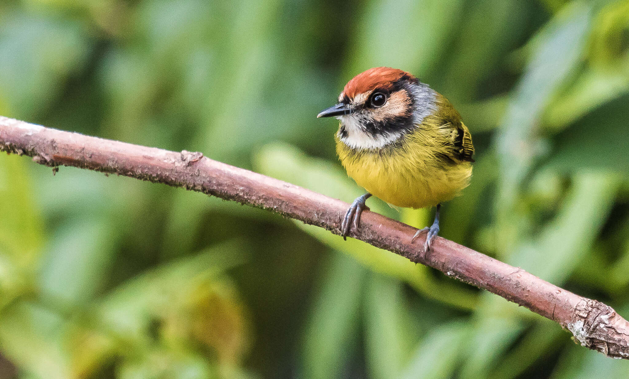 Image of Rufous-crowned Tody-Flycatcher