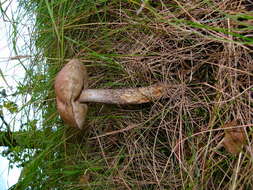 Image of Leccinum scabrum (Bull.) Gray 1821