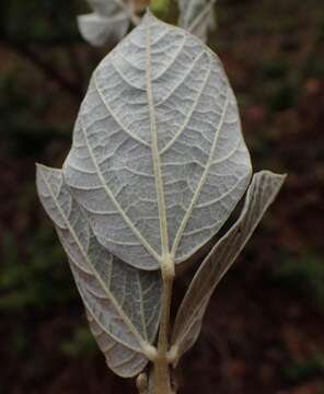 Image of Rhynchosia galpinii Baker fil.