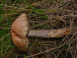 Image of Leccinum scabrum (Bull.) Gray 1821