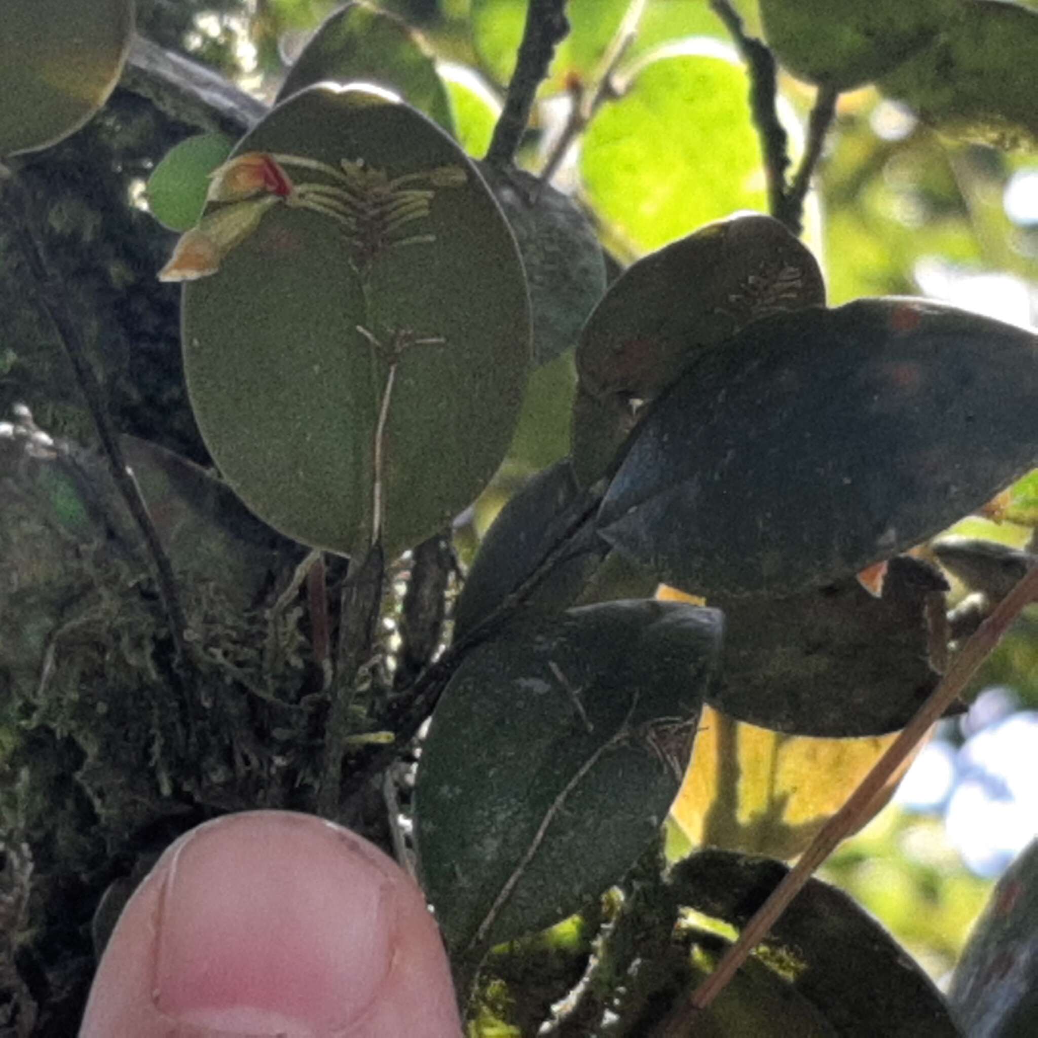 Image of Lepanthes disticha (A. Rich. & Galeotti) Garay & R. E. Schult.