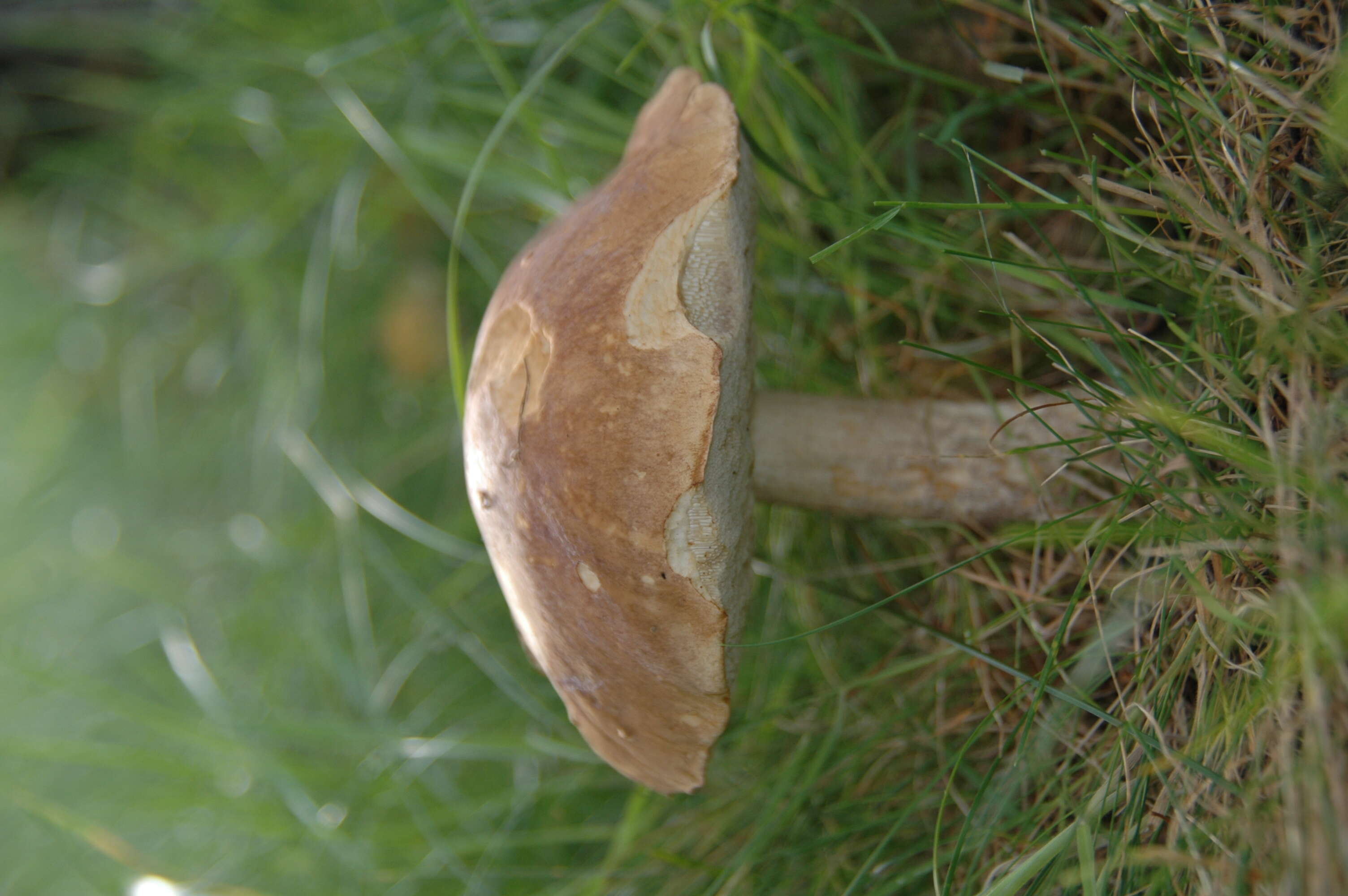 Image of Leccinum scabrum (Bull.) Gray 1821