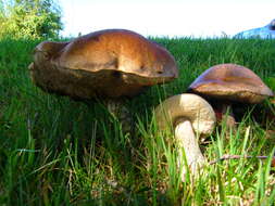 Image of Leccinum scabrum (Bull.) Gray 1821