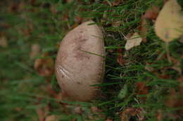 Image of Leccinum scabrum (Bull.) Gray 1821