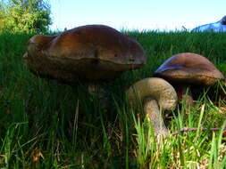 Image of Leccinum scabrum (Bull.) Gray 1821