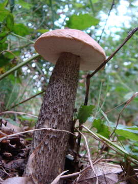 Image of Leccinum scabrum (Bull.) Gray 1821