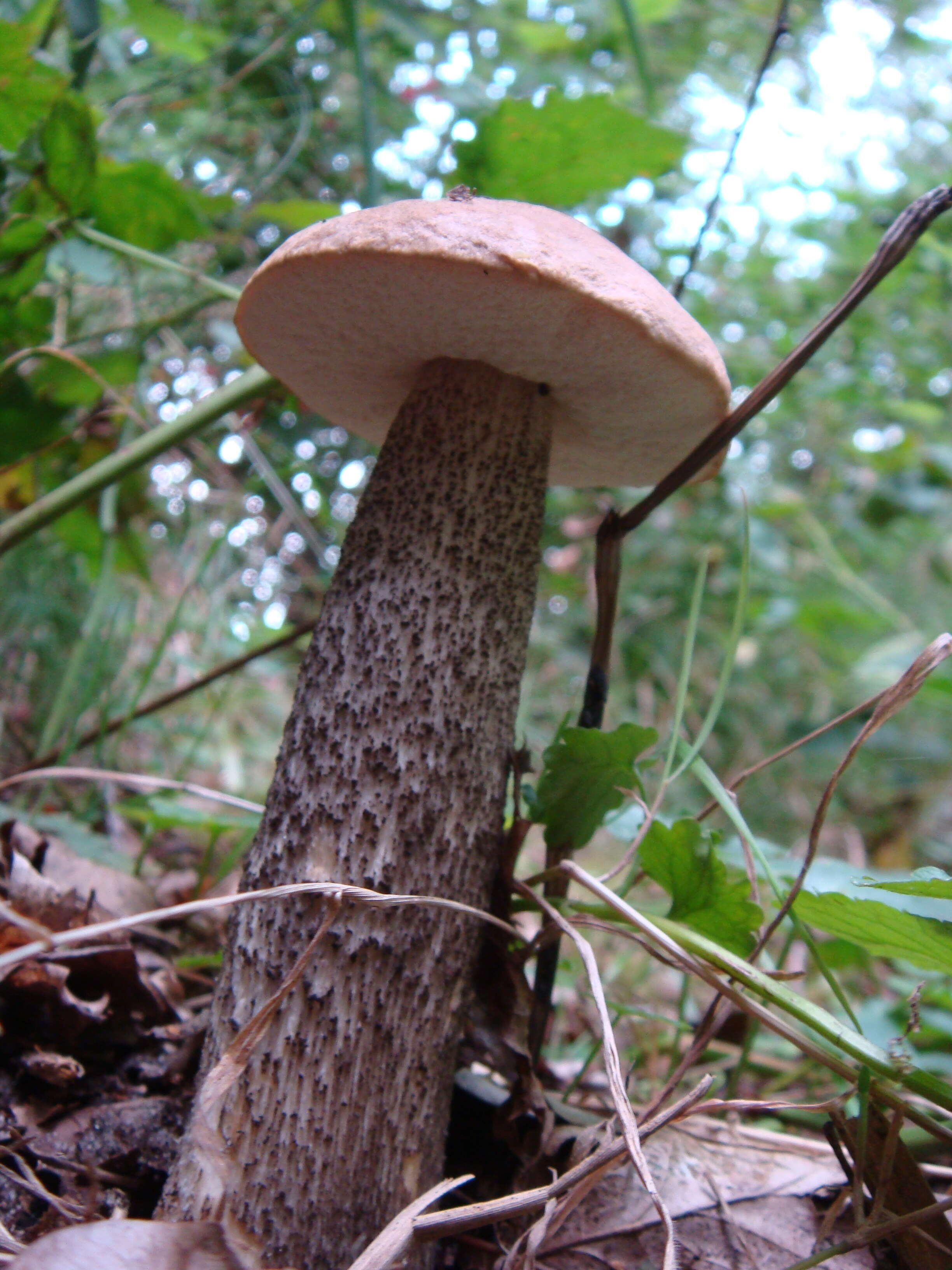 Image of Leccinum scabrum (Bull.) Gray 1821