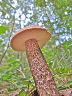 Image of Leccinum scabrum (Bull.) Gray 1821