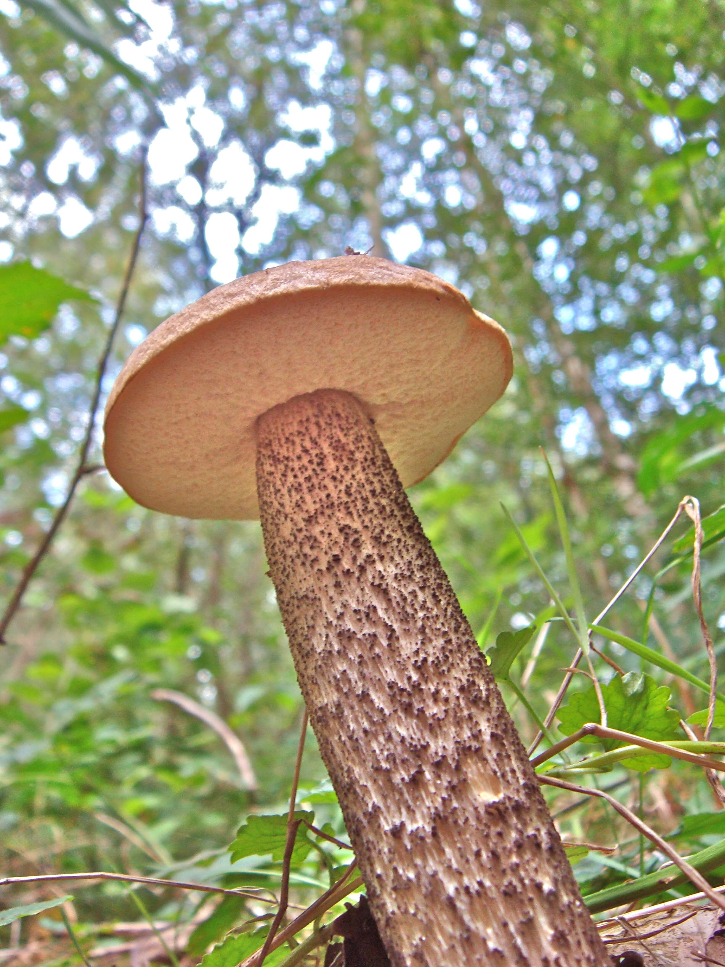 Image of Leccinum scabrum (Bull.) Gray 1821