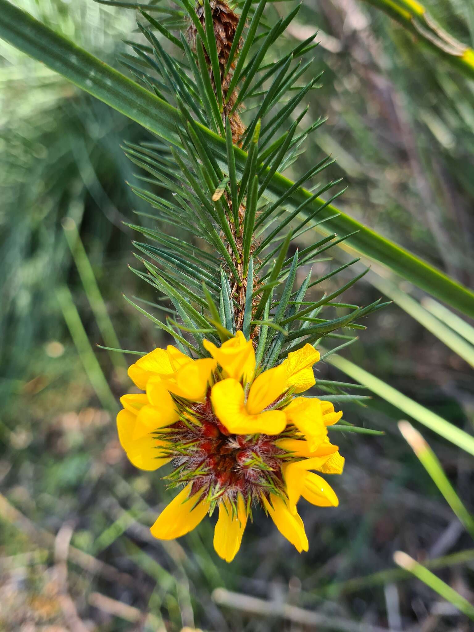 Image of Pultenaea stipularis Sm.