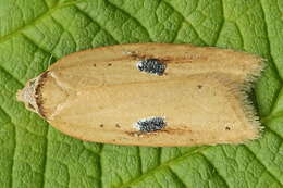 Imagem de Acleris lorquiniana Duponchel 1834