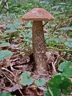 Image of Leccinum scabrum (Bull.) Gray 1821