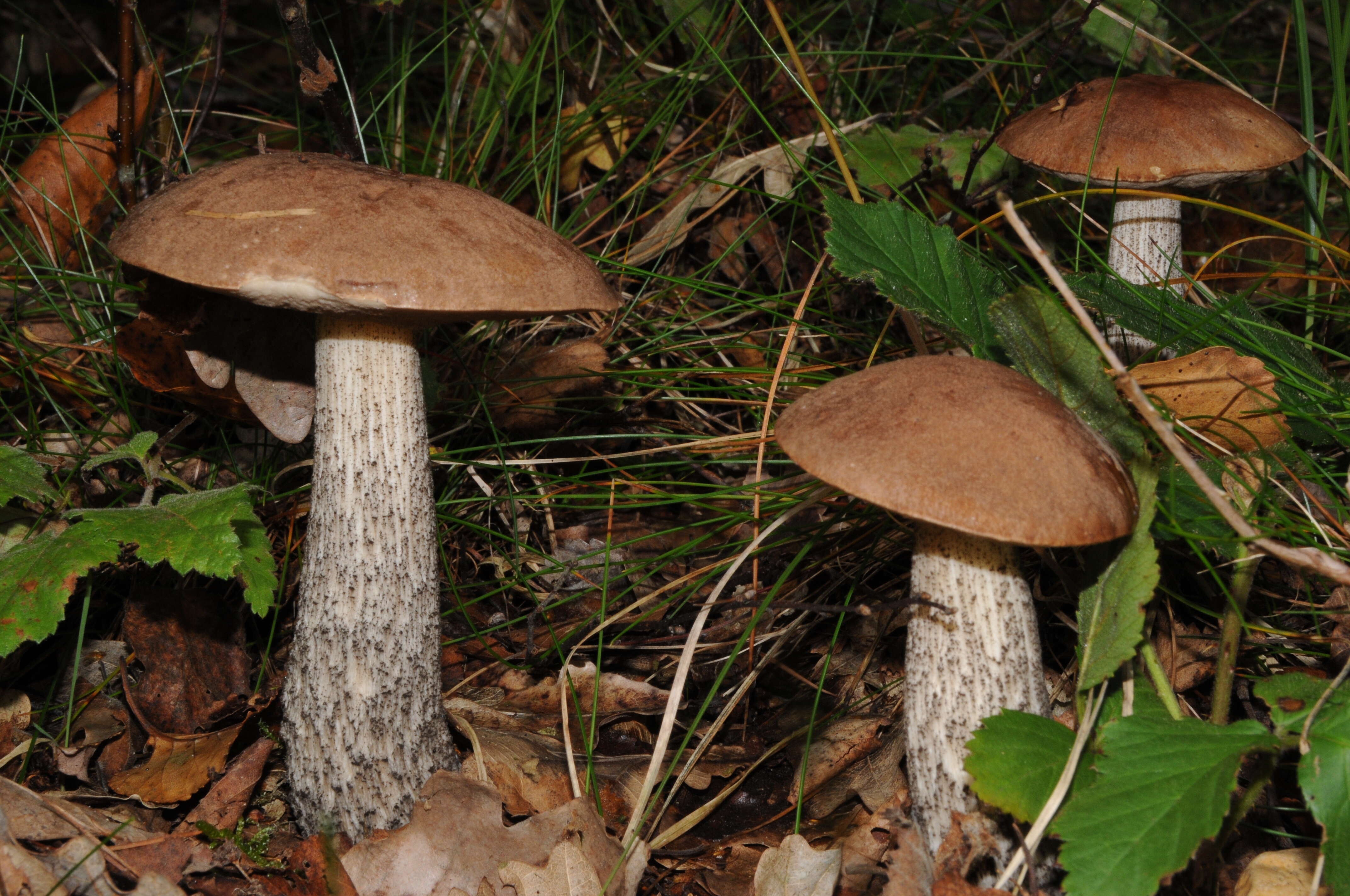 Image of Leccinum scabrum (Bull.) Gray 1821