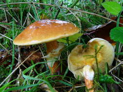 Image of Suillus grevillei (Klotzsch) Singer 1945