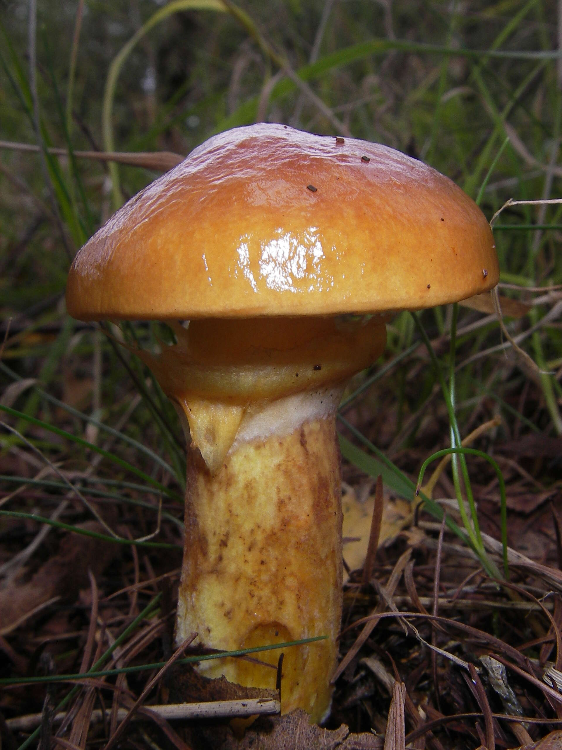 Image of Suillus grevillei (Klotzsch) Singer 1945