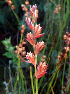 Image of Platycaulos major (Mast.) H. P. Linder