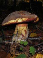 Image de Bolet à pied rouge